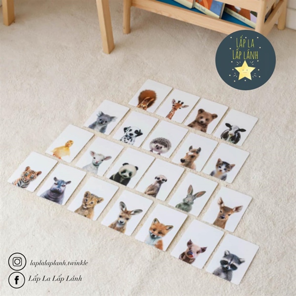 Flash Card Animals size Lớn